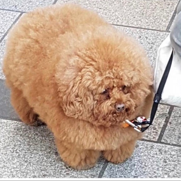 Meet your Posher, Jennifer - Picture 6 of 6